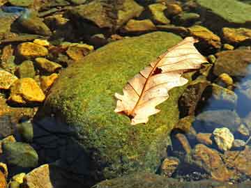 白癜風(fēng)會(huì)遺傳嗎 白癜風(fēng)會(huì)不會(huì)遺傳要看這3個(gè)因素